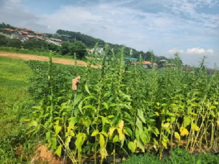 물건 사진 6
